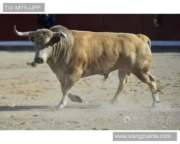 公牛精神：勇敢坚韧的象征与其在各领域的深远影响